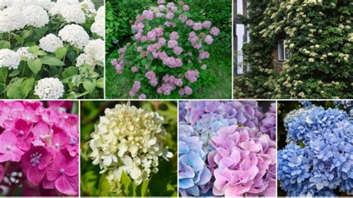 Quick Answer: Are Hydrangeas Low Maintenance
