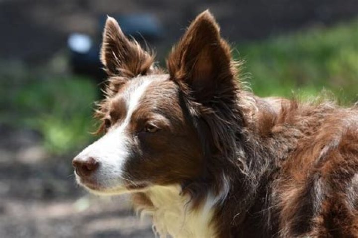 Quick Answer: Are Phlox Safe For Dogs