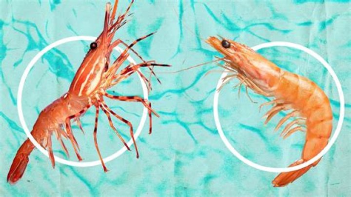 Quick Answer: Are Shrimp A Fish