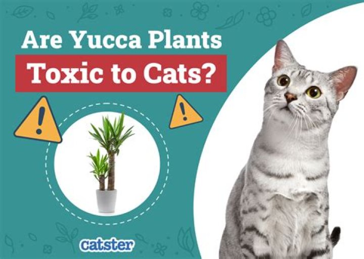 Quick Answer: Are Yucca Plants Poisonous To Cats And Dogs