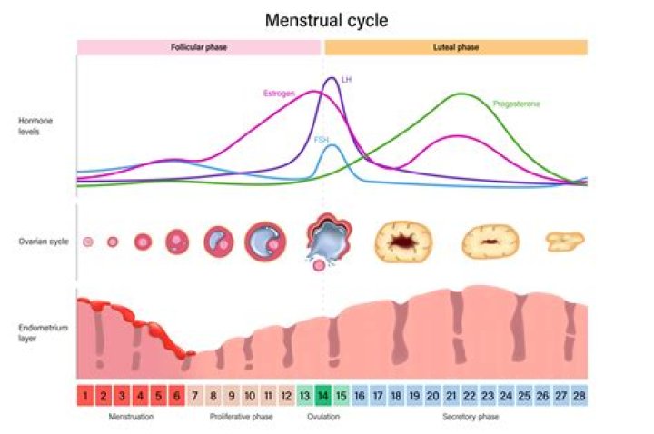 Quick Answer: Can Adderall Affect Menstrual Cycle