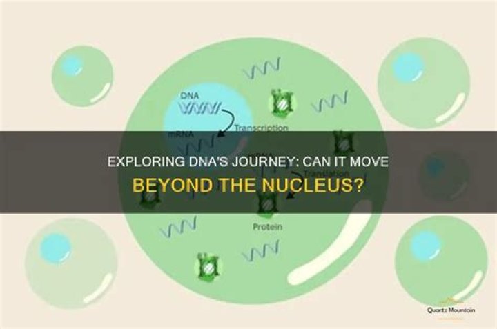 Quick Answer: Can Dna Travel Outside The Nucleus