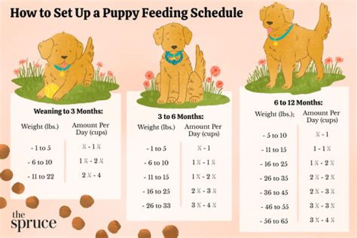 Quick Answer: Can I Feed My Dog Scrapple