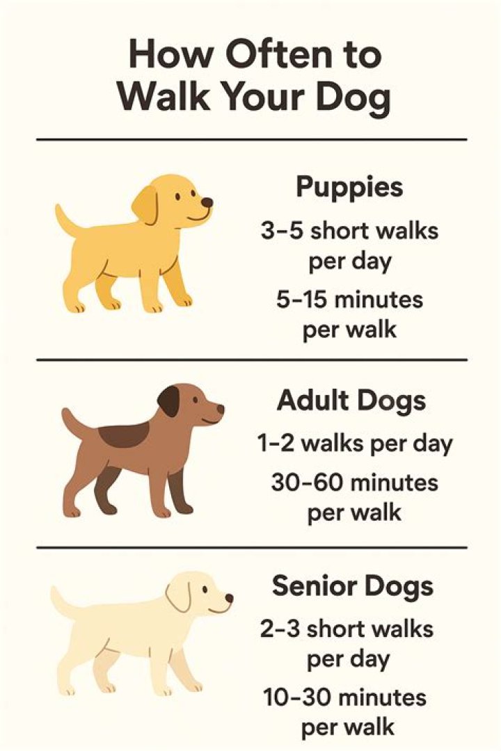 Quick Answer: Can I Walk My Dog After Cutting The Quick