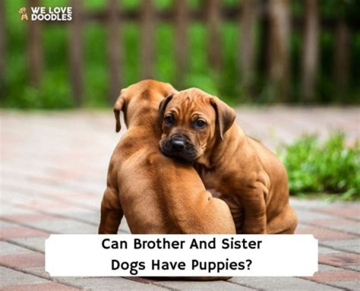 Quick Answer: Can You Breed Brother And Sister Dogs