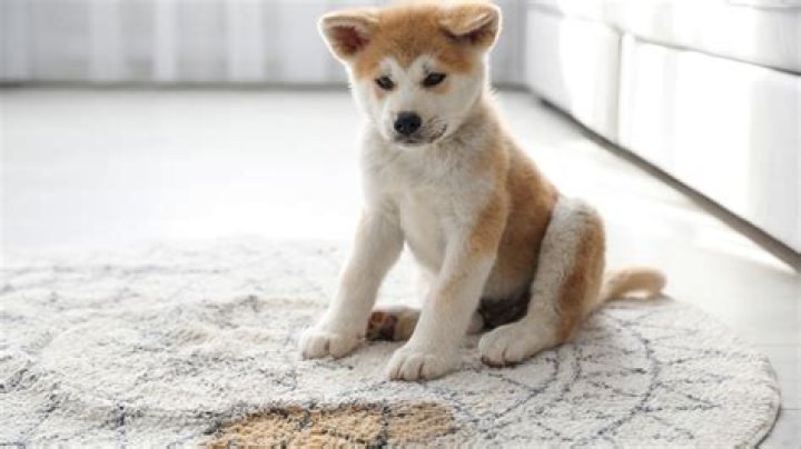 Quick Answer: Can You Take Your Dog Inside Home Depot