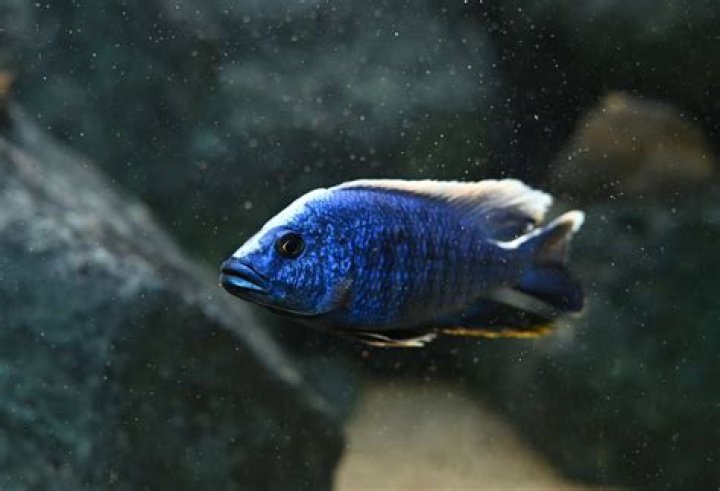 Quick Answer: How Long Do Cichlid Fish Live