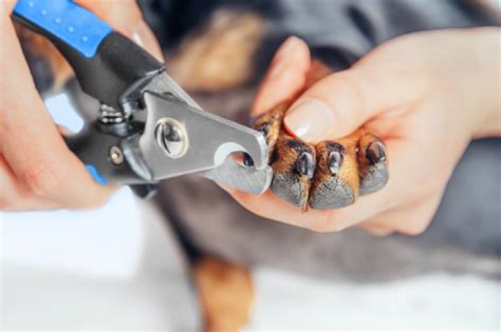 Quick Answer: How Long Do Dog Nail Clippers Stay Sharp