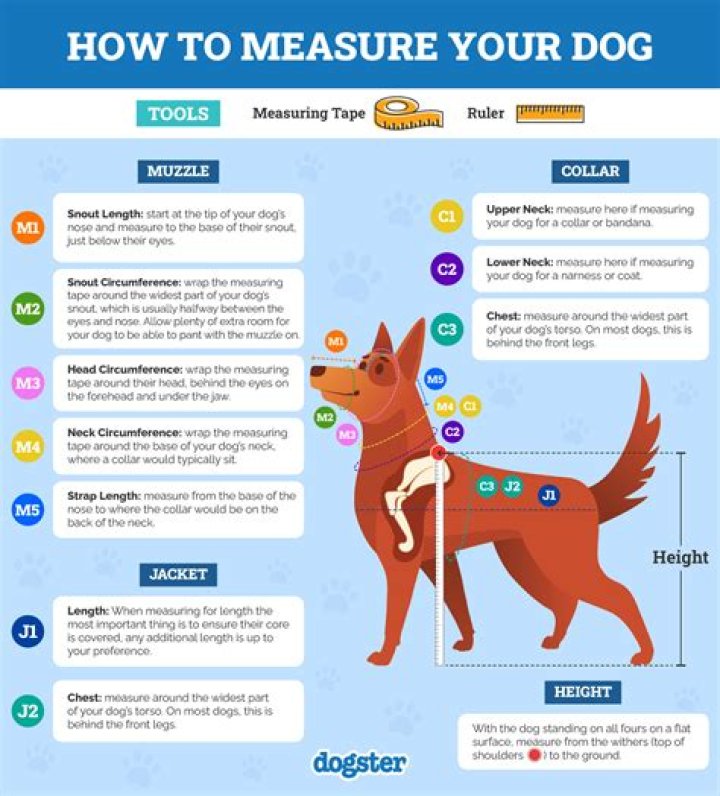 Quick Answer: How Long Do Westies Live For Dogs