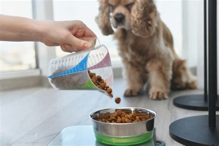 Quick Answer: How Long To Boil Ground Turkey For Dogs