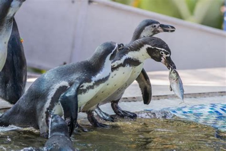 Quick Answer: How Much Fish Do Penguins Eat