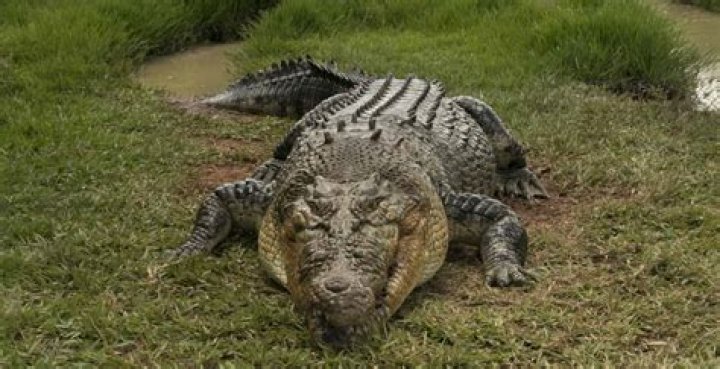 Quick Answer: How Tall Is A Crocodile