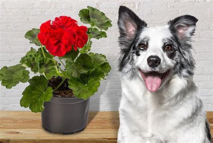 Quick Answer: Is Geranium Poisonous To Dogs And Cats