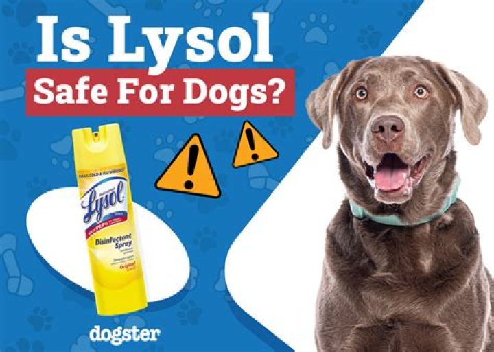 Quick Answer: Is Lysol Spray Bad For Dogs