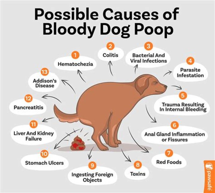 Quick Answer: What Causes Dogs To Hack After Drinking Water