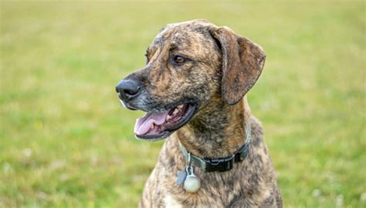 Quick Answer: What Is The State Dog Of South Carolina