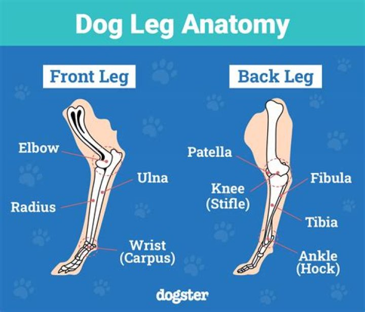 Quick Answer: What Makes My Dogs Back Leg Shake