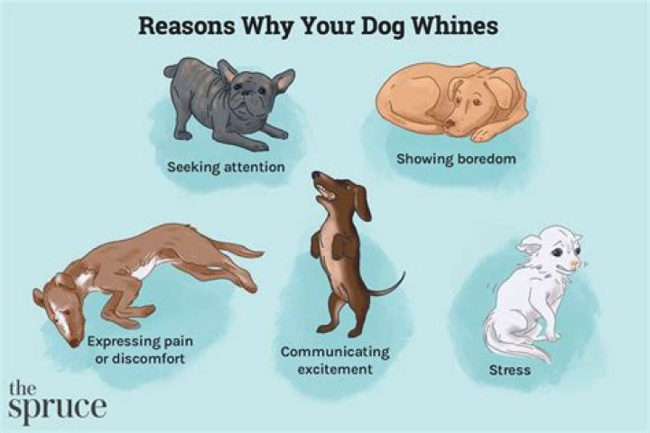 Quick Answer: When Will Dog Stop Whining After Neuter