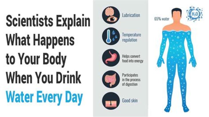 Quick Answer: Where Does Water Go When You Drink It