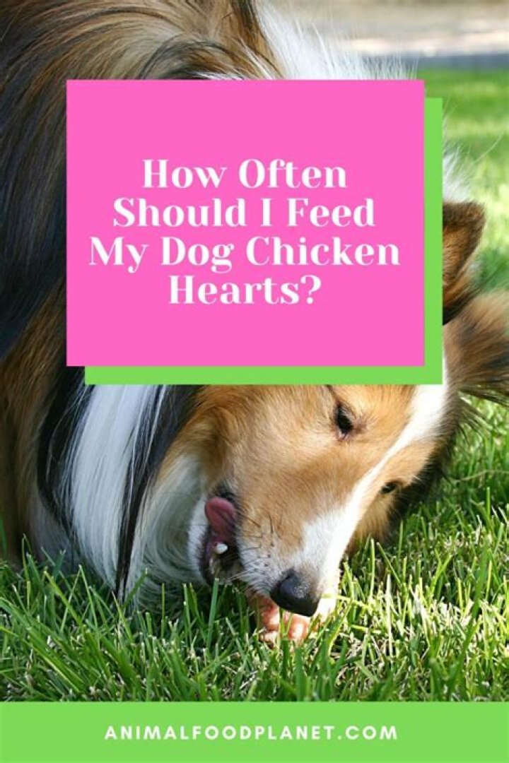 Should You Feed Your Dog Raw Chicken Hearts