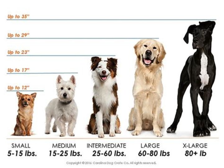 What Does A 35 Lb Dog Look Like