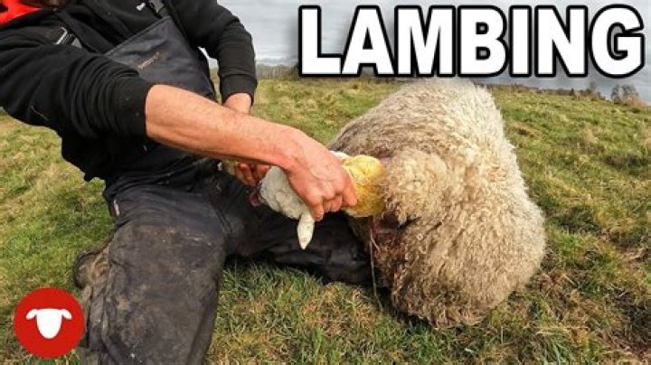 What Does Bad Lamb Smell Like