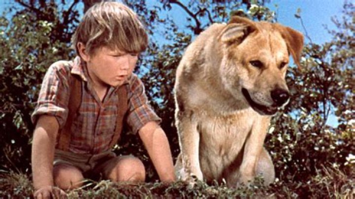 What Kind Of Dog Was Old Yeller