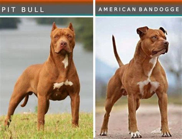 What Pitbull Bloodlines Are Used For Dog Fighting