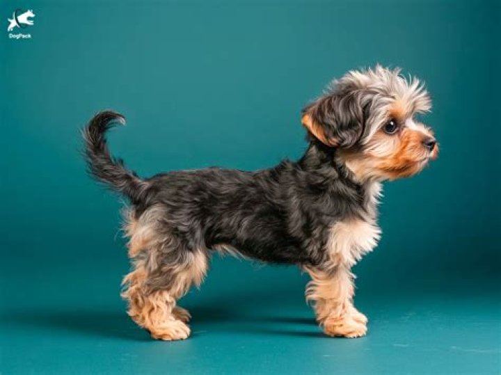 What Two.Dogs Make Up A Yorkie Terrior