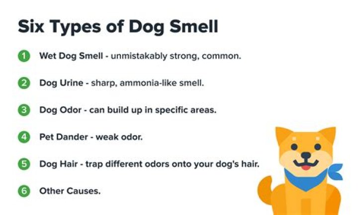 Why Does Chicken Smell Like Wet Dog