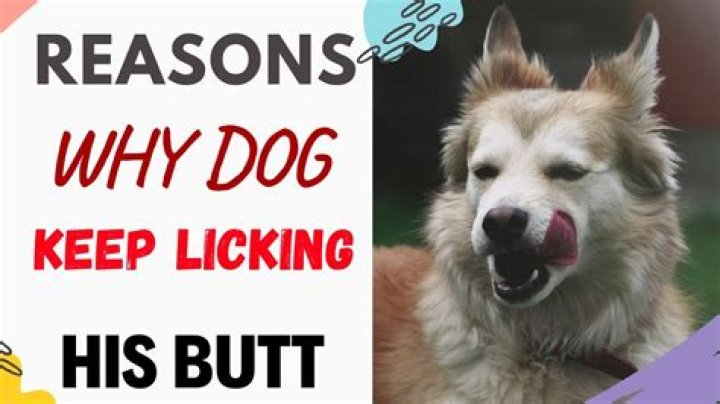 Why Does My Dog Keep Licking Her Nipples