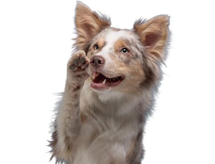 Why Millet Is Bad For Dogs